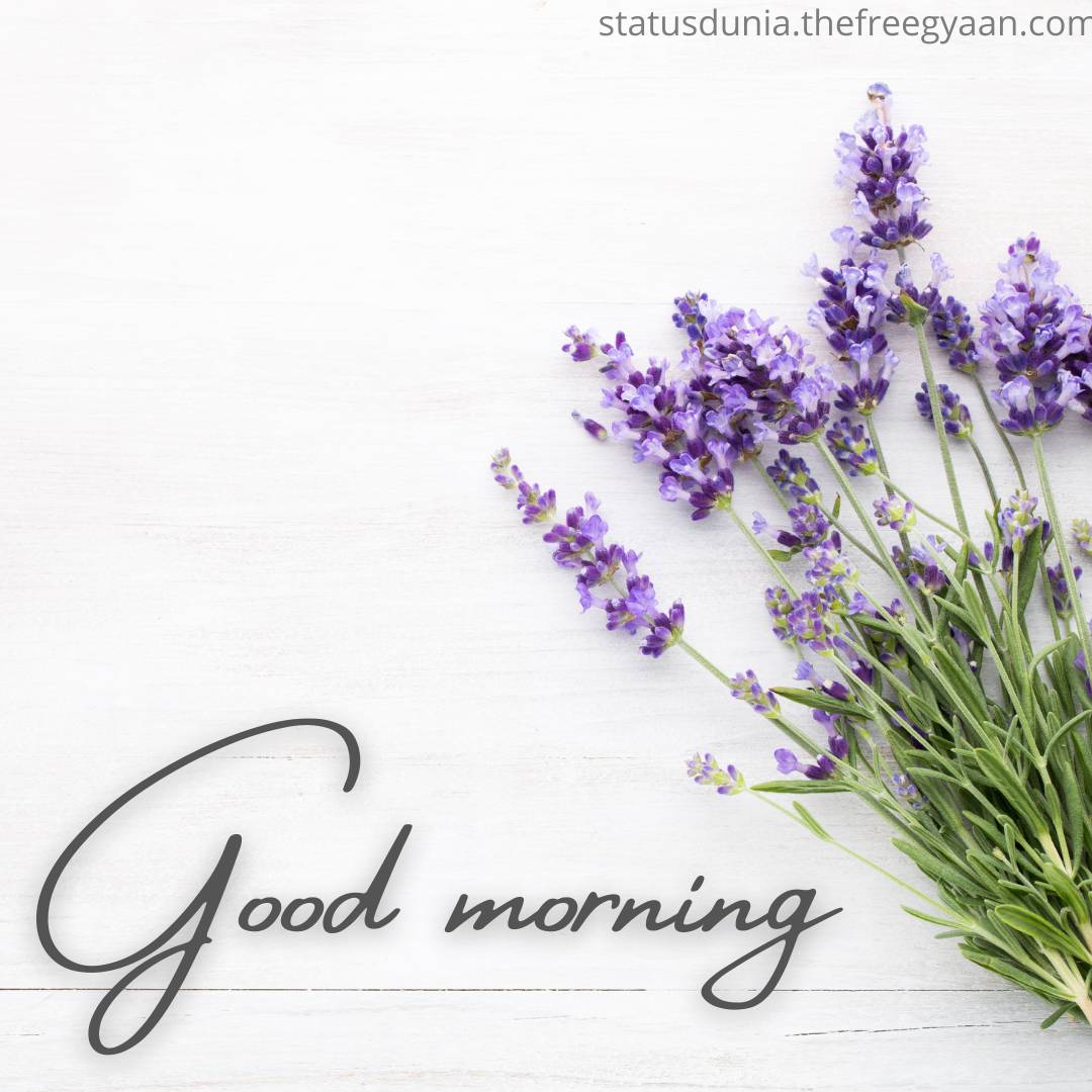 good morning flower images free download