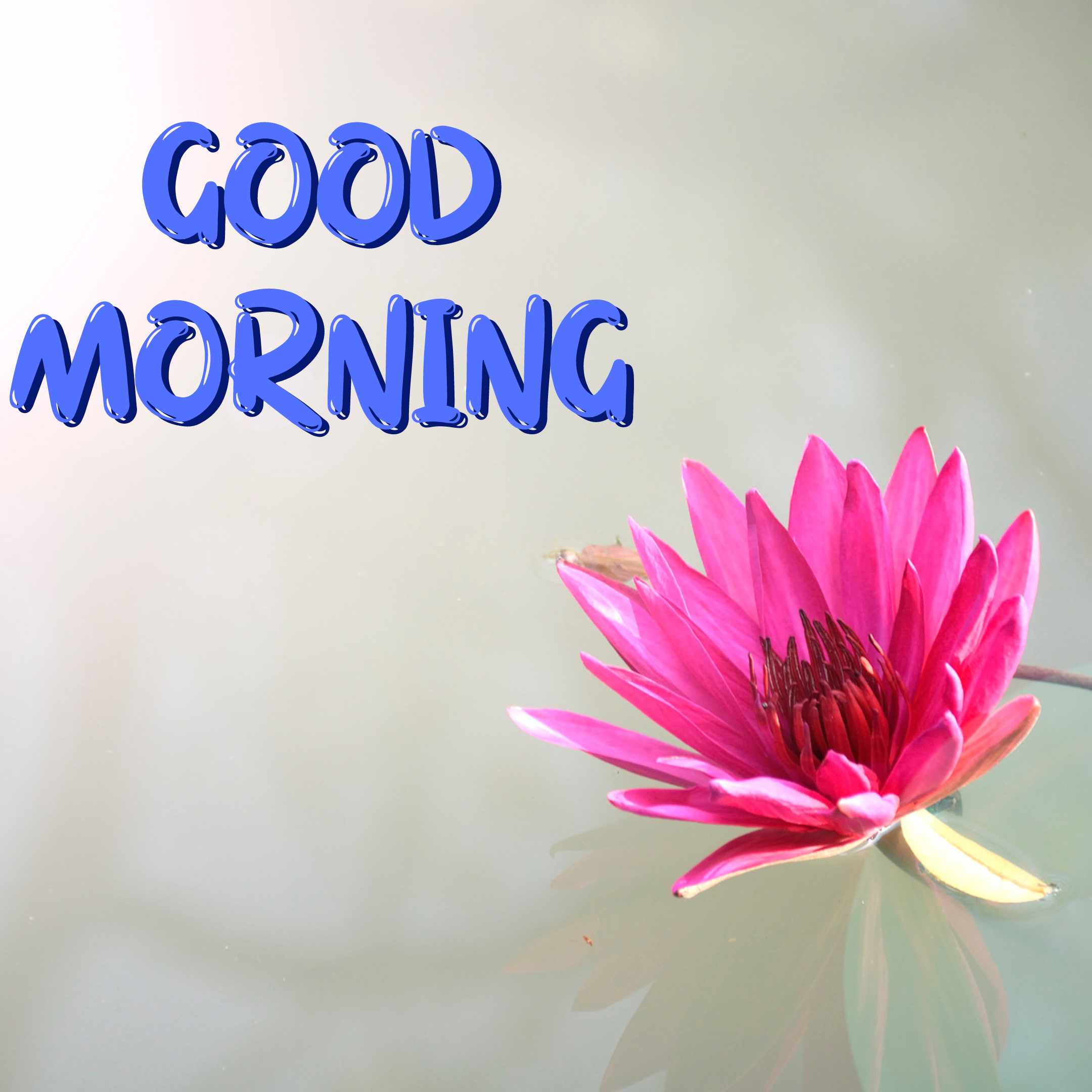 good morning flower images free download hd