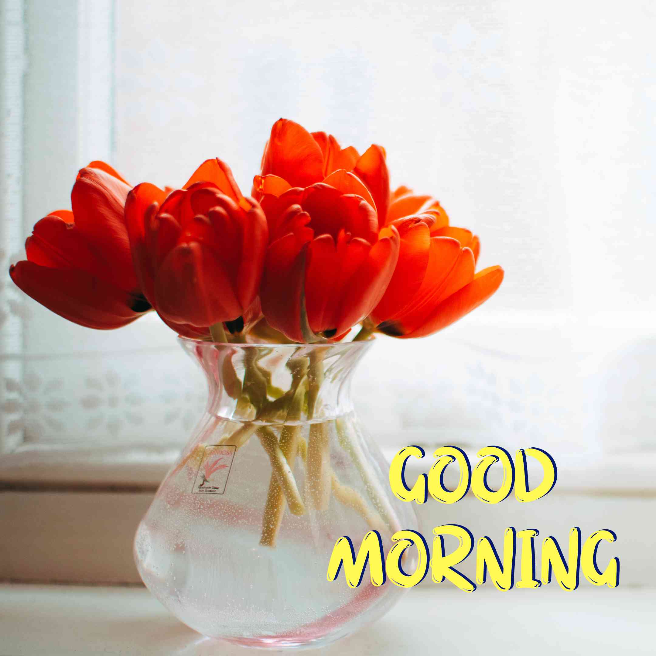 good morning flowers