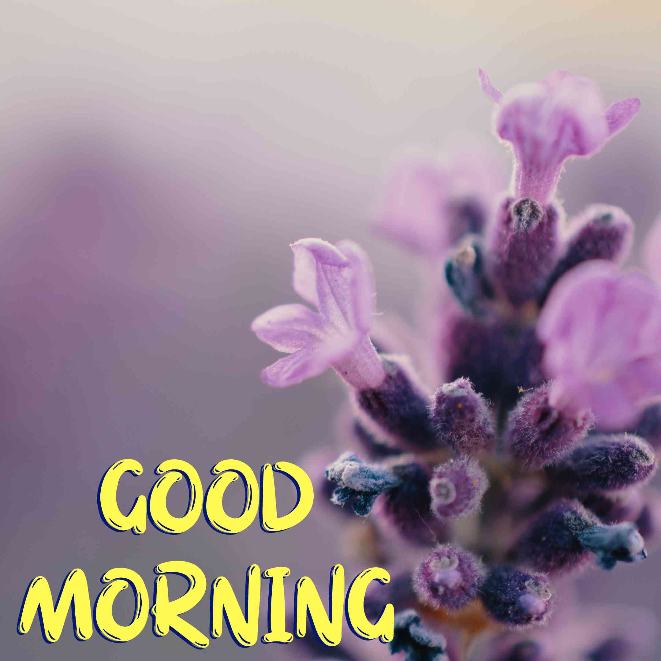 good morning flowers photos