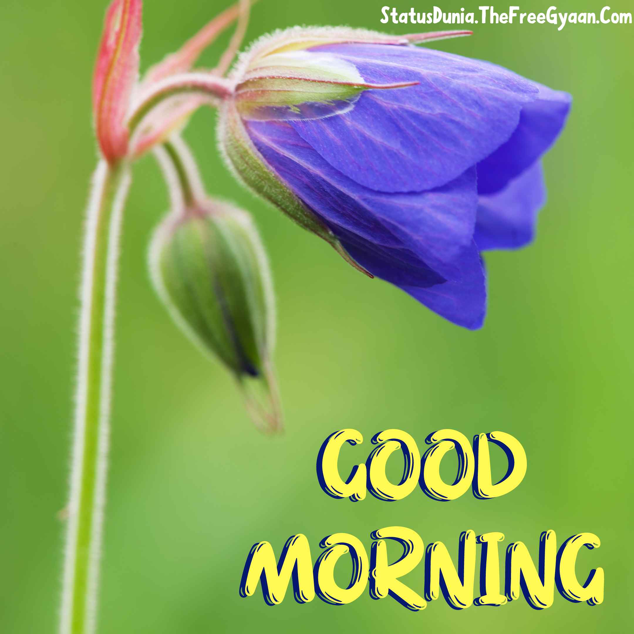 good morning flower message