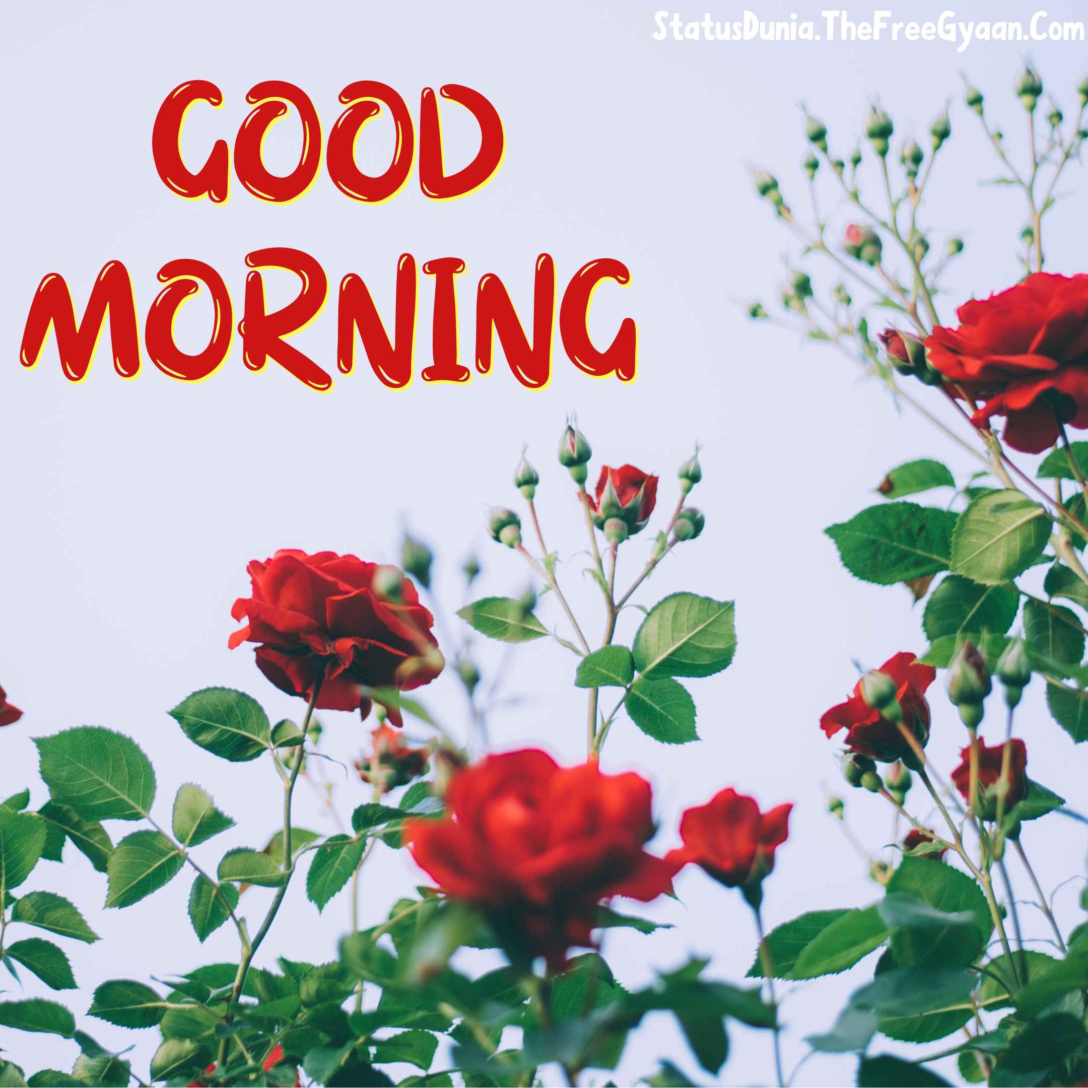 good morning flower images download
