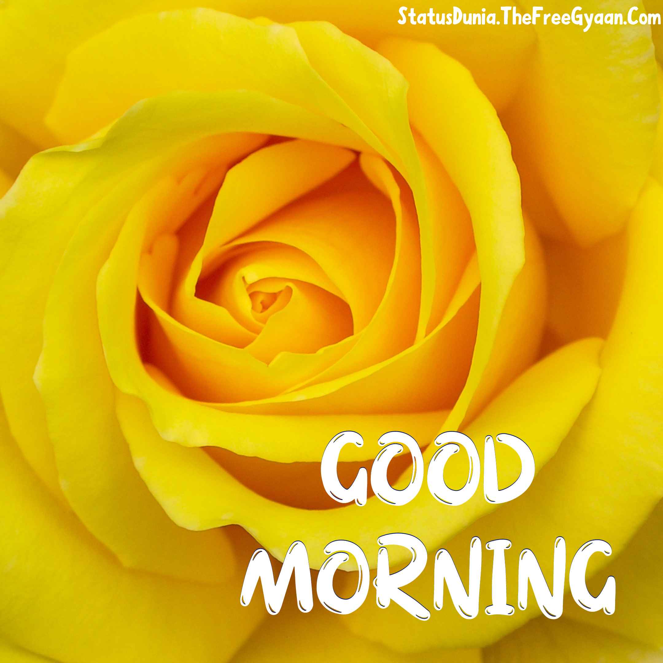 good morning yellow flowers