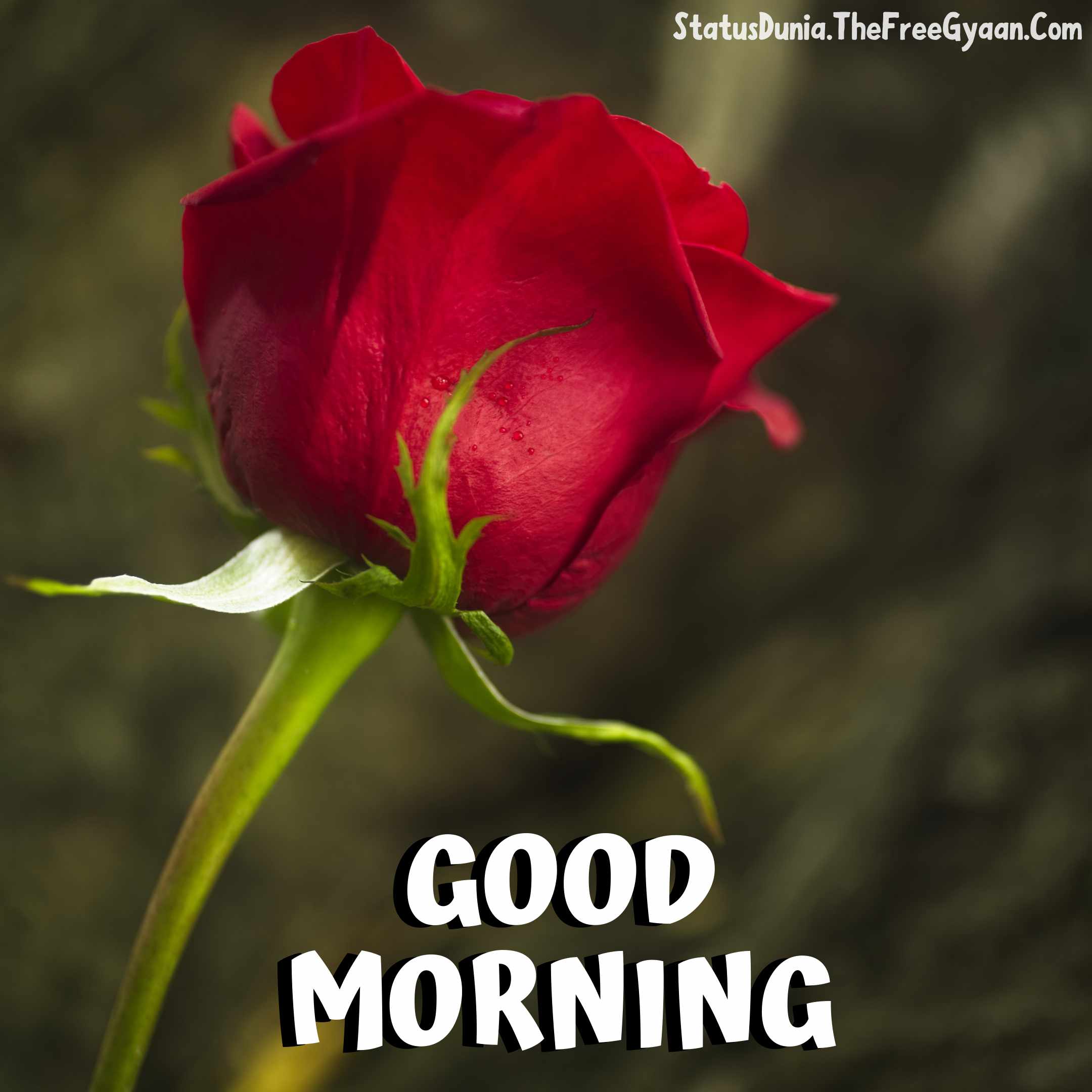 good morning flowers video download